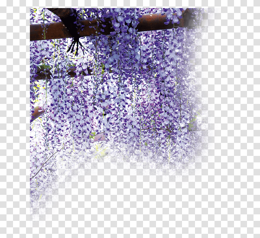 Wisteria, Rug, Purple, Plant, Outdoors Transparent Png