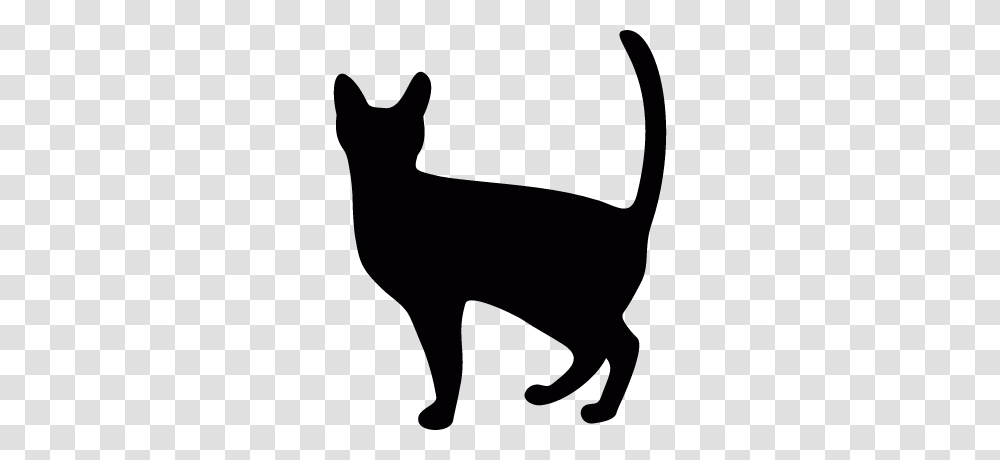 Witch Cat Free Vectors Logos Icons And Photos Downloads, Pet, Mammal, Animal, Black Cat Transparent Png