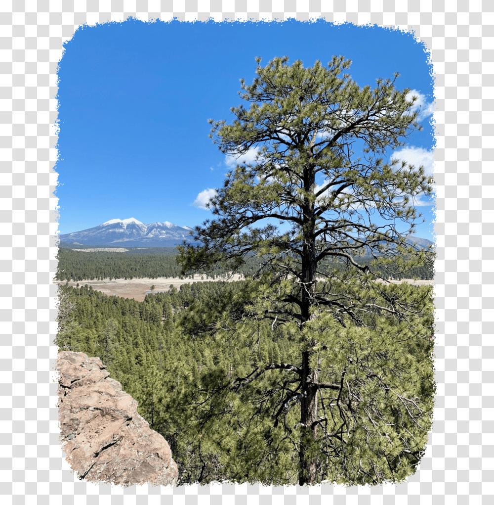 With Trees Project Mexican Pinyon, Plant, Fir, Outdoors, Nature Transparent Png