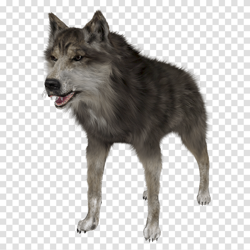 Wold Front Render Wolf Photo Hd, Mammal, Animal, Dog, Pet Transparent Png
