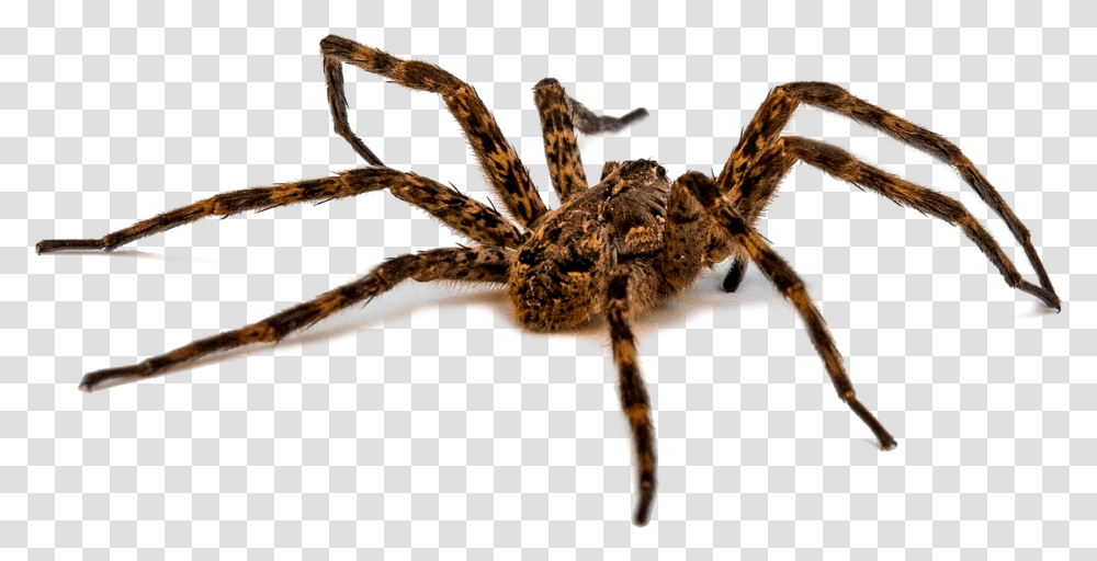 Wold Spider Many Eyes Does A Spider Have, Invertebrate, Animal, Arachnid, Tarantula Transparent Png