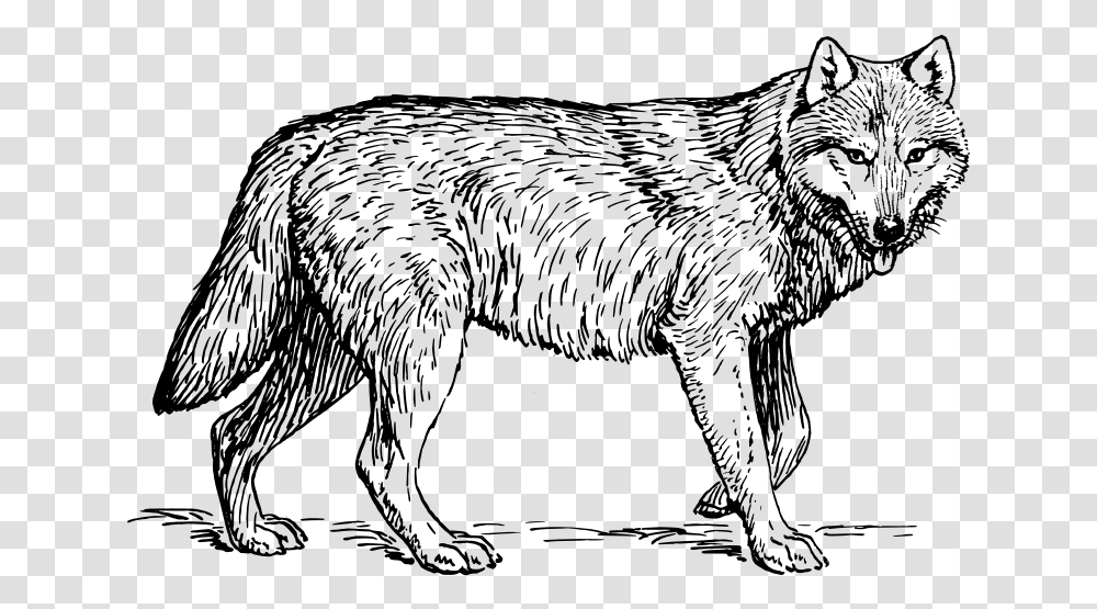Wolf 1 Lobo Gris Mexicano Dibujo, Gray, World Of Warcraft Transparent Png