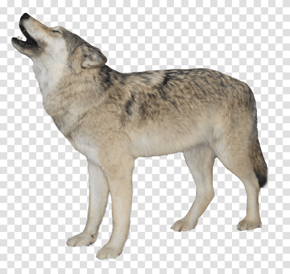 Wolf 15 Wolf Background, Mammal, Animal, Coyote, Dog Transparent Png