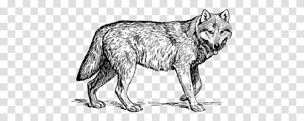 Wolf Technology, Gray, World Of Warcraft Transparent Png