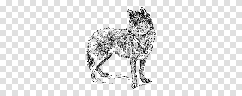 Wolf Technology, Gray, World Of Warcraft Transparent Png