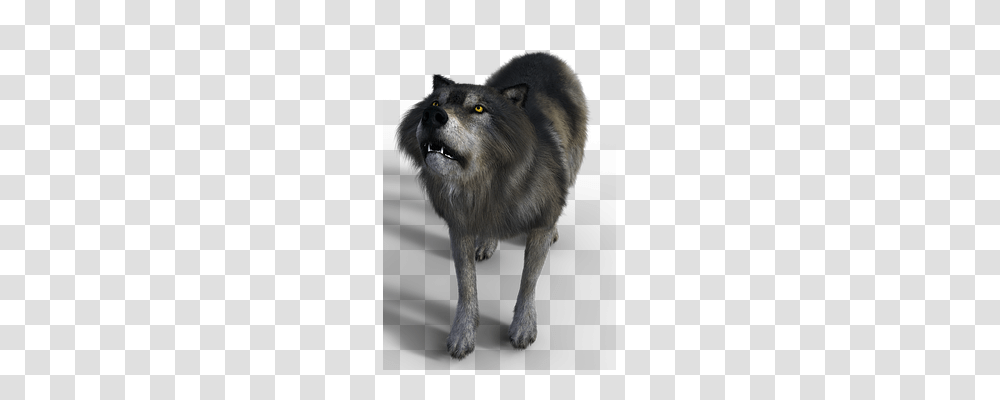 Wolf Nature, Mammal, Animal, Red Wolf Transparent Png