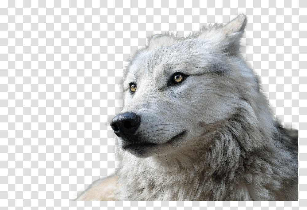 Wolf Animal Farkas, Mammal, Dog, Pet, Canine Transparent Png