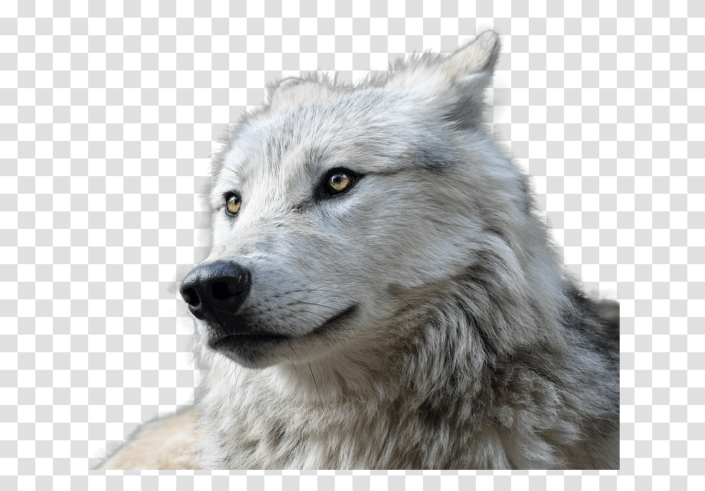 Wolf Animal Nature Animal World Risk Wolf, Mammal, Dog, Pet, Canine Transparent Png