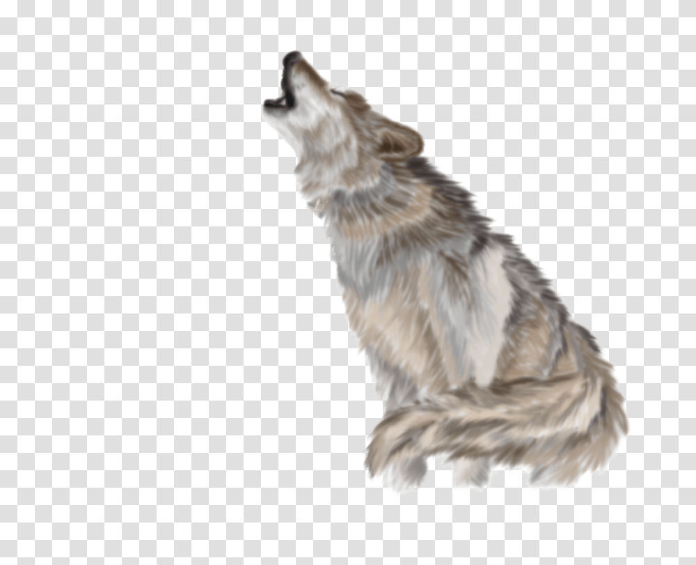 Wolf, Animals, Bird, Mammal, Chicken Transparent Png