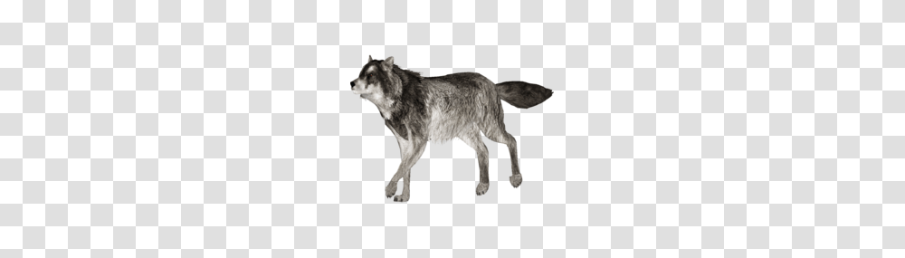 Wolf, Animals, Coyote, Mammal, Dog Transparent Png