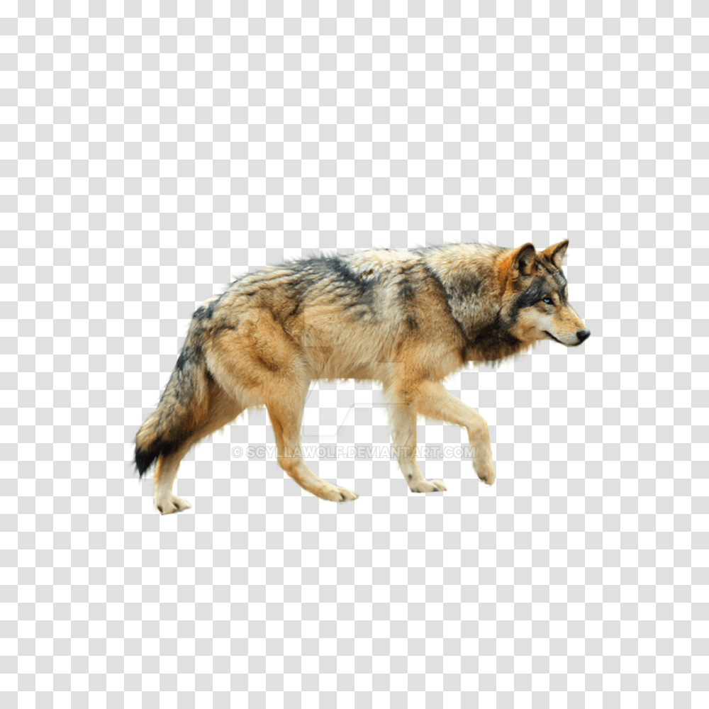 картинки волк без фона