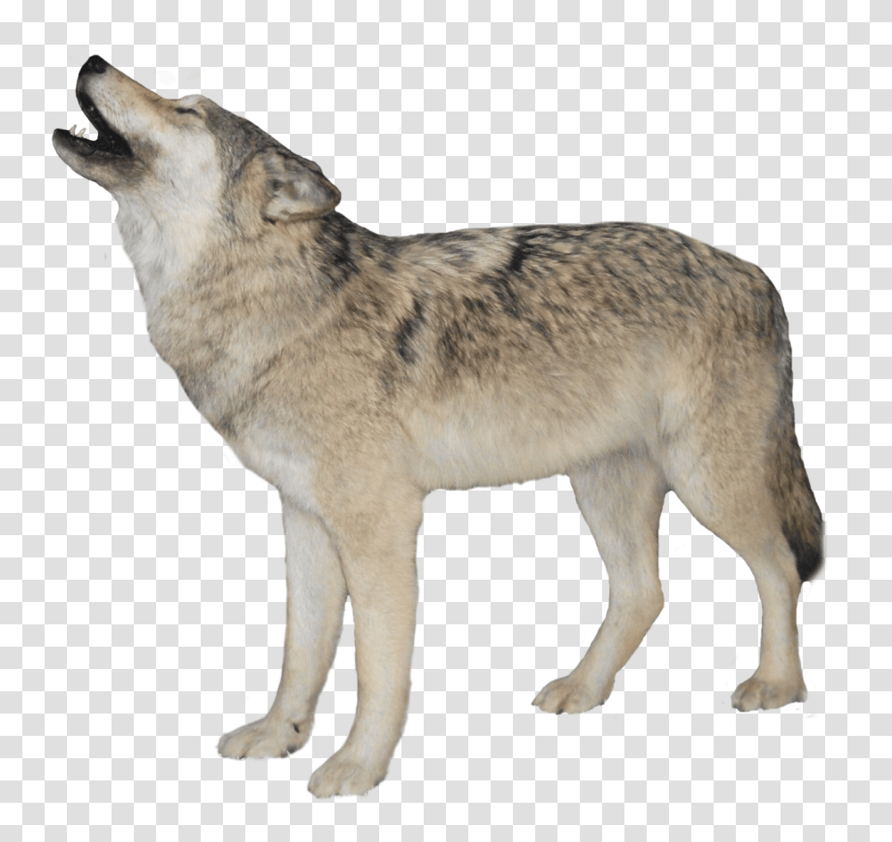 Wolf, Animals, Coyote, Mammal, Dog Transparent Png