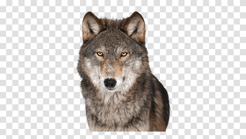 Wolf, Animals, Coyote, Mammal, Red Wolf Transparent Png