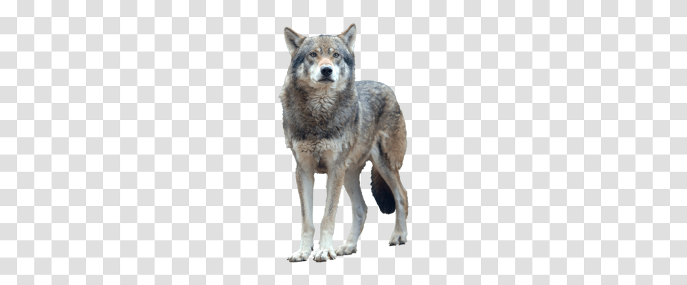 Wolf, Animals, Dog, Pet, Canine Transparent Png