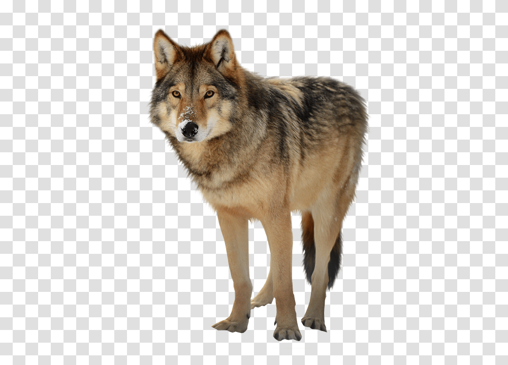 Wolf, Animals, Dog, Pet, Canine Transparent Png