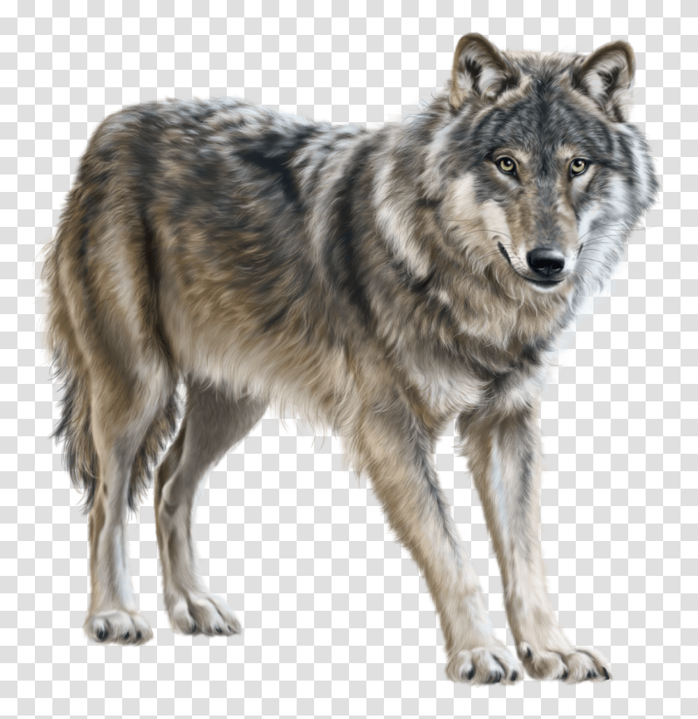 Wolf, Animals, Dog, Pet, Canine Transparent Png