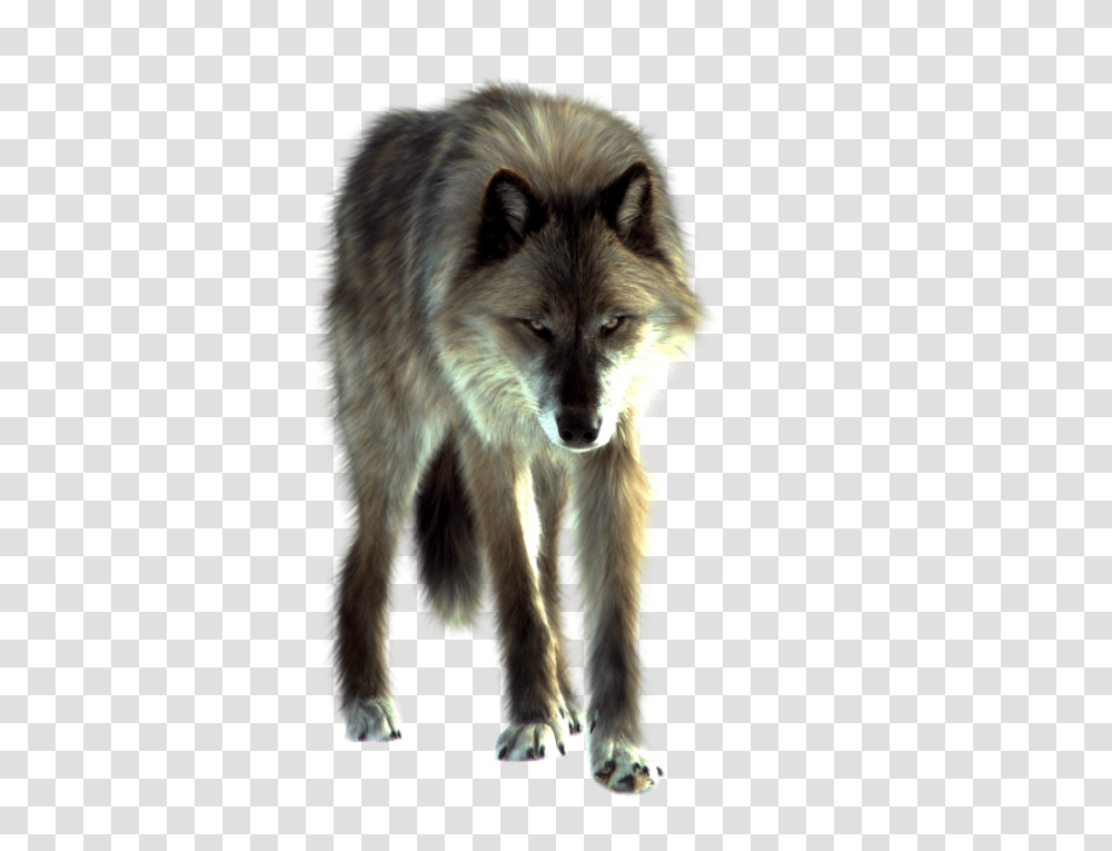 Wolf, Animals, Dog, Pet, Canine Transparent Png