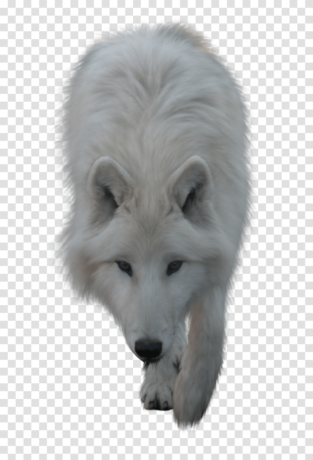 Wolf, Animals, Dog, Pet, Canine Transparent Png