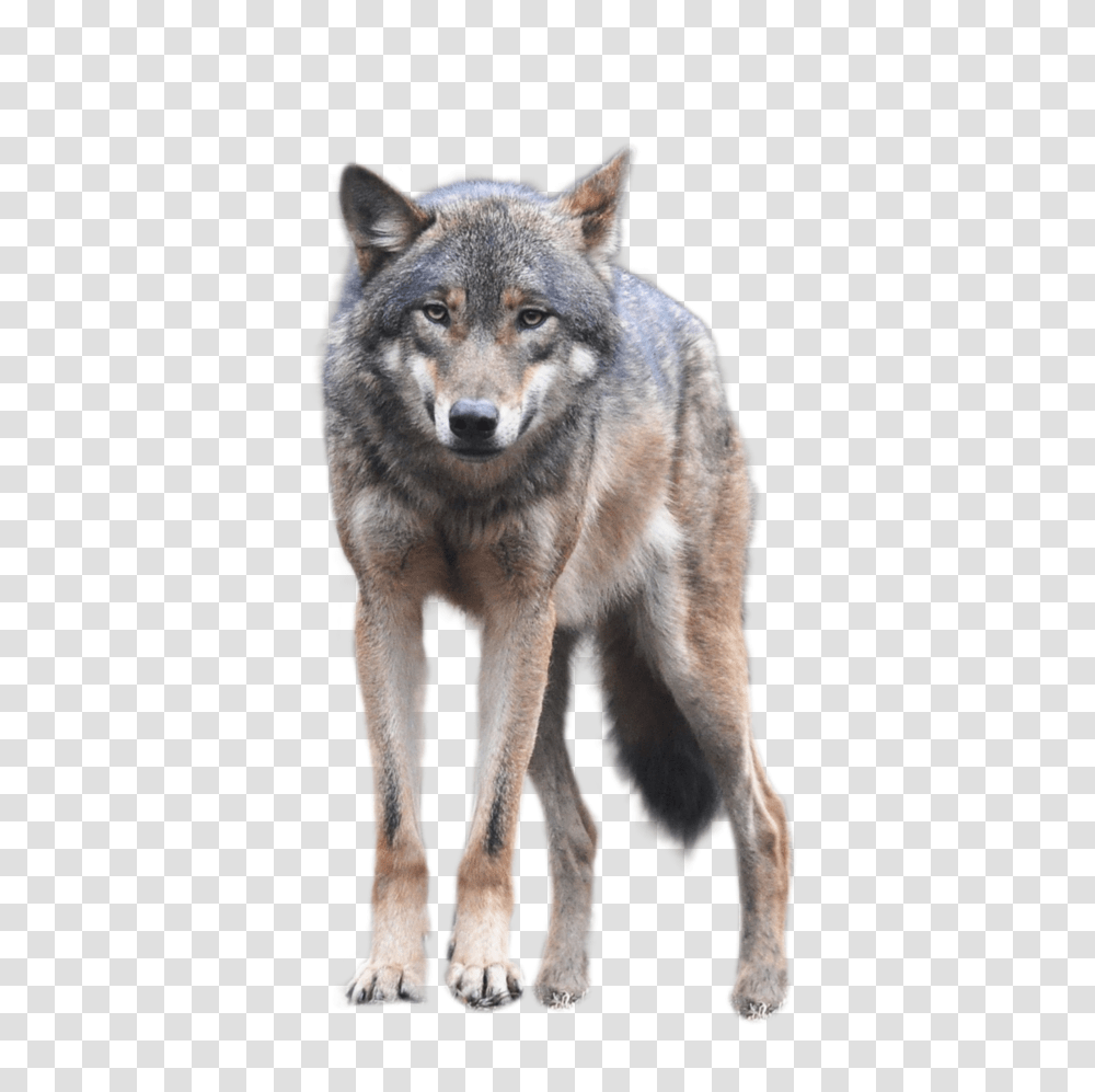 Wolf, Animals, Dog, Pet, Canine Transparent Png