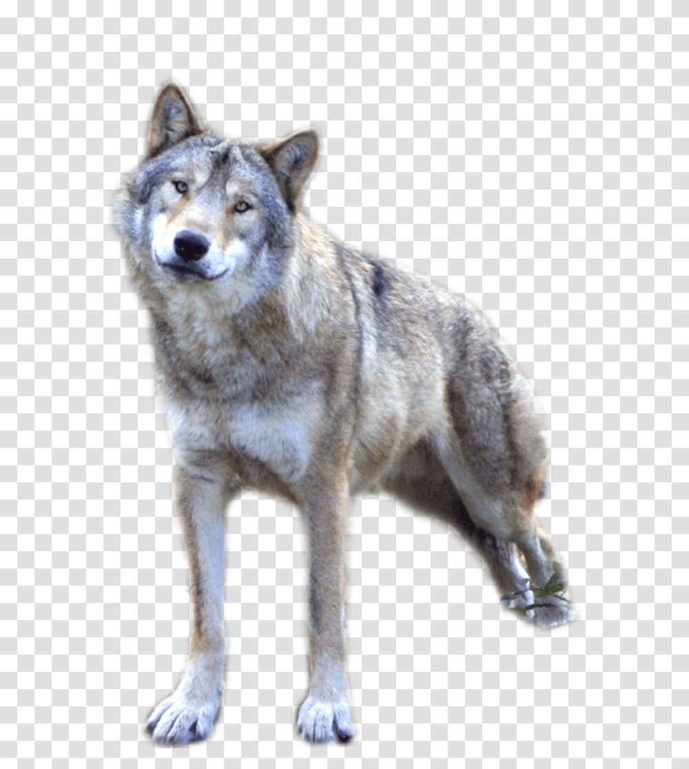 Wolf, Animals, Dog, Pet, Canine Transparent Png