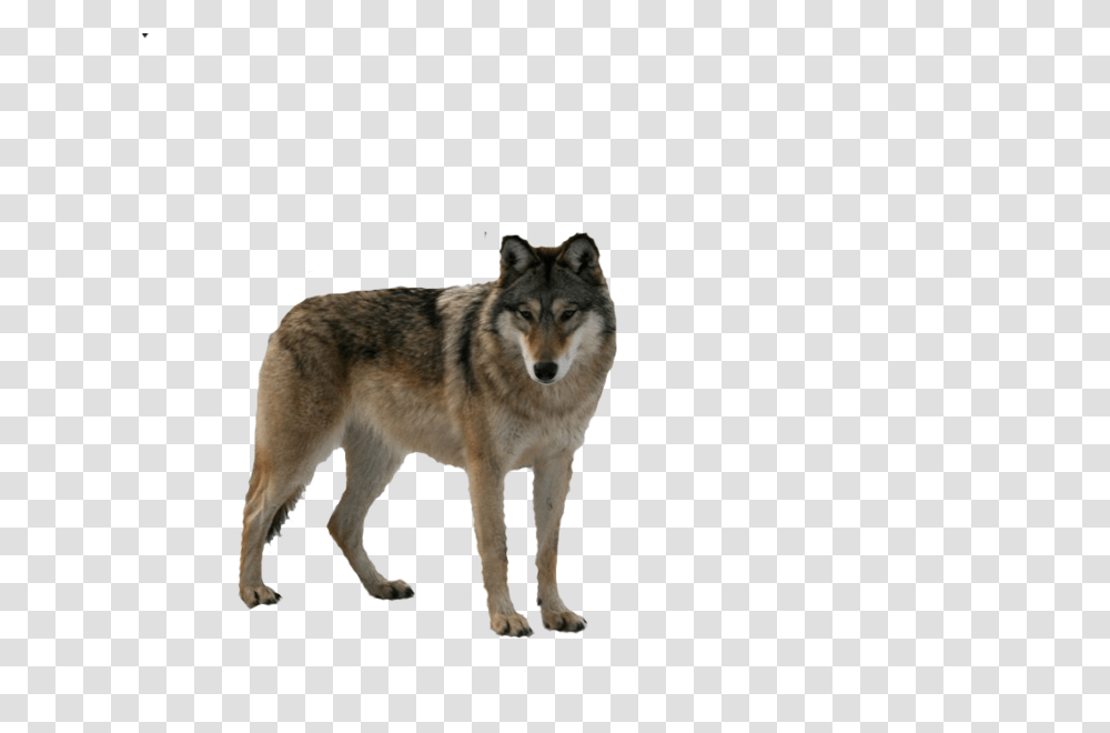 Wolf, Animals, Dog, Pet, Canine Transparent Png