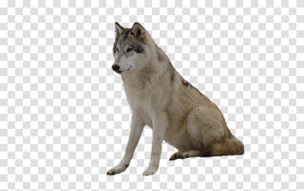 Wolf, Animals, Dog, Pet, Canine Transparent Png