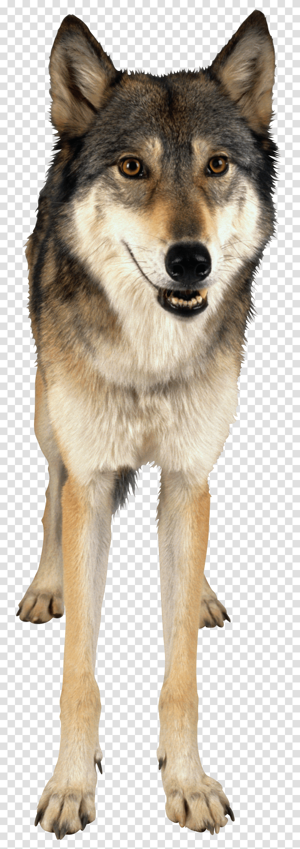 Wolf, Animals, Dog, Pet, Canine Transparent Png