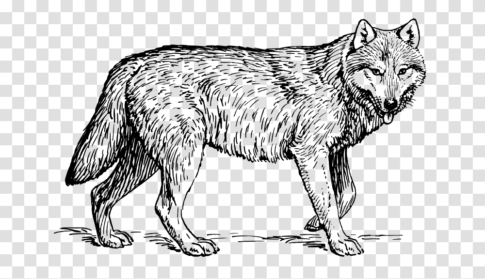 Wolf, Animals, Gray, World Of Warcraft Transparent Png