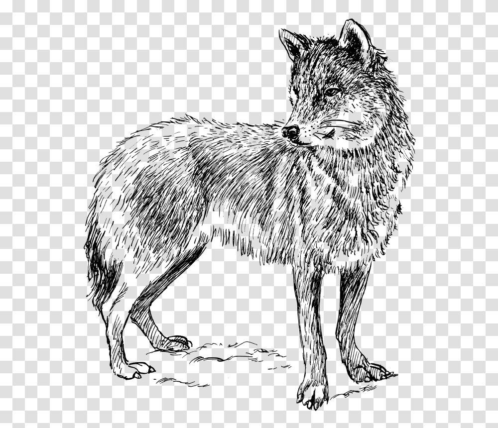 Wolf, Animals, Gray, World Of Warcraft Transparent Png