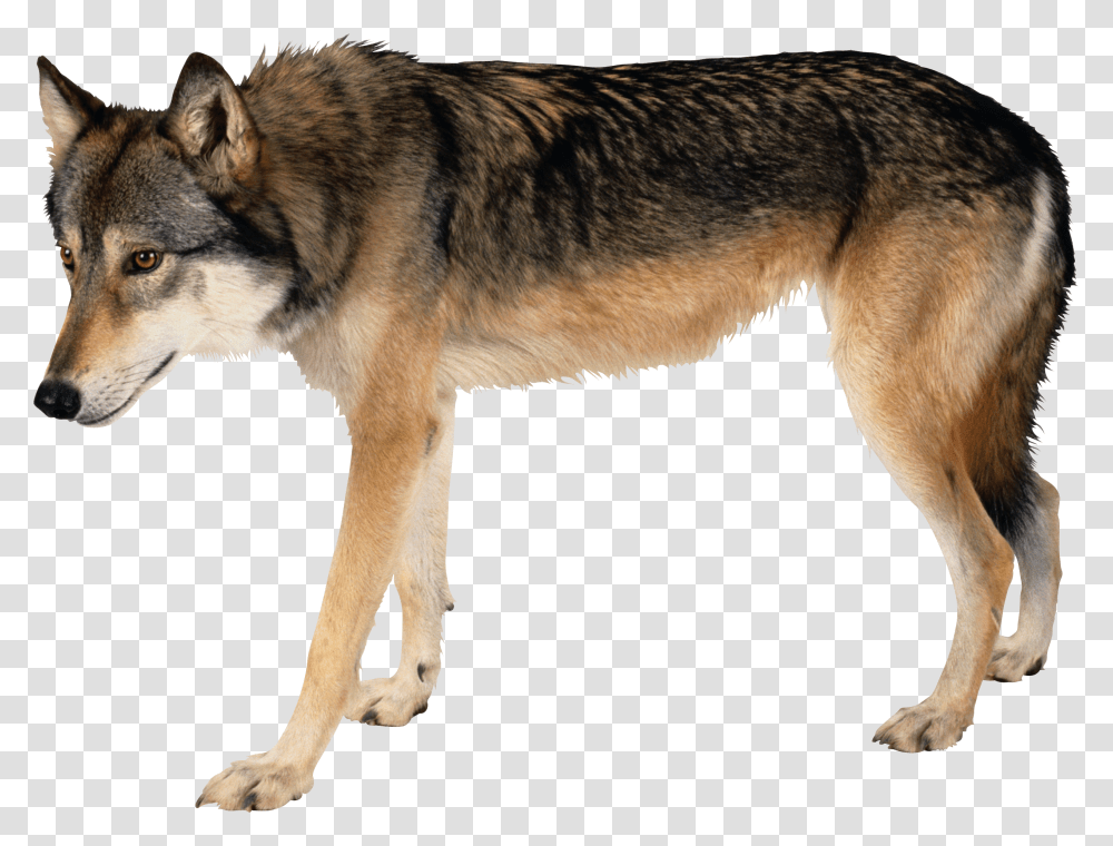 Wolf, Animals, Husky, Dog, Pet Transparent Png
