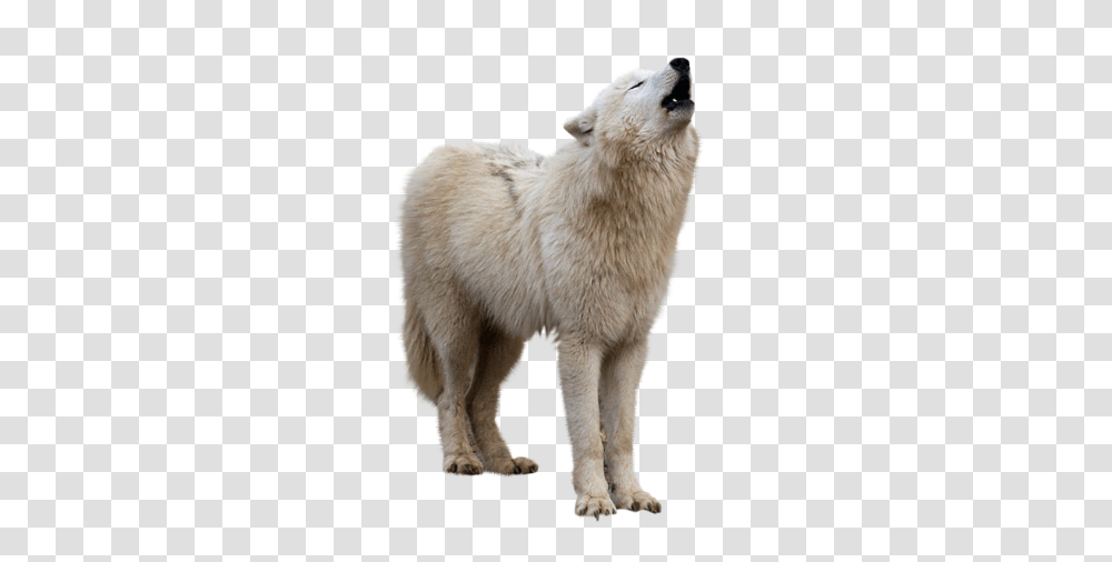 Wolf, Animals, Mammal, Bear, Wildlife Transparent Png