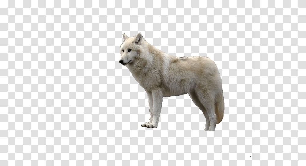 Wolf, Animals, Mammal, Canine, Dog Transparent Png