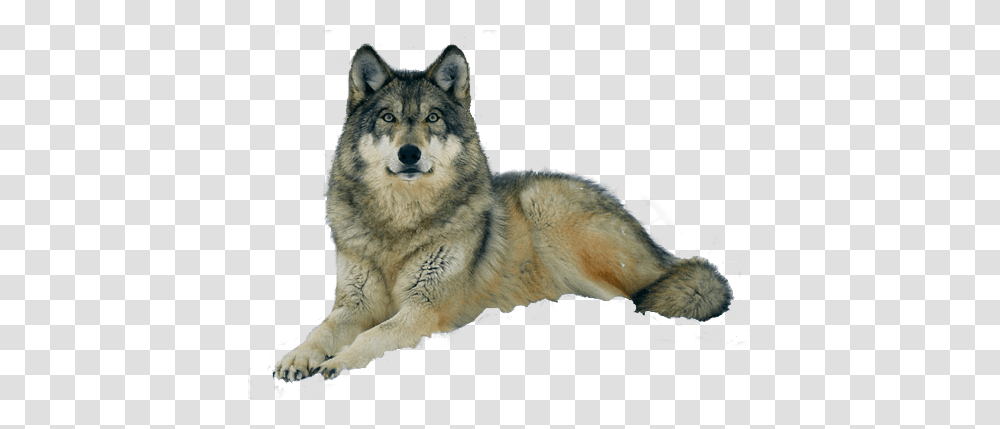 Wolf, Animals, Mammal, Coyote, Dog Transparent Png