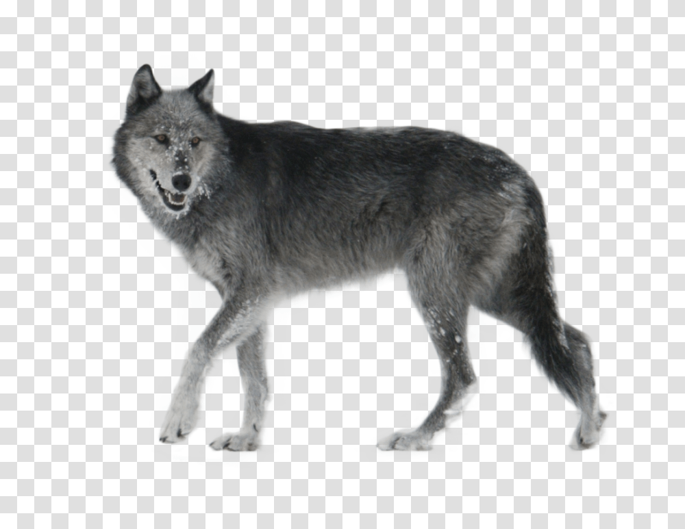 Wolf, Animals, Mammal, Coyote, Dog Transparent Png