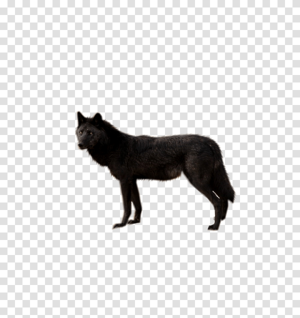 Wolf, Animals, Mammal, Coyote, Dog Transparent Png