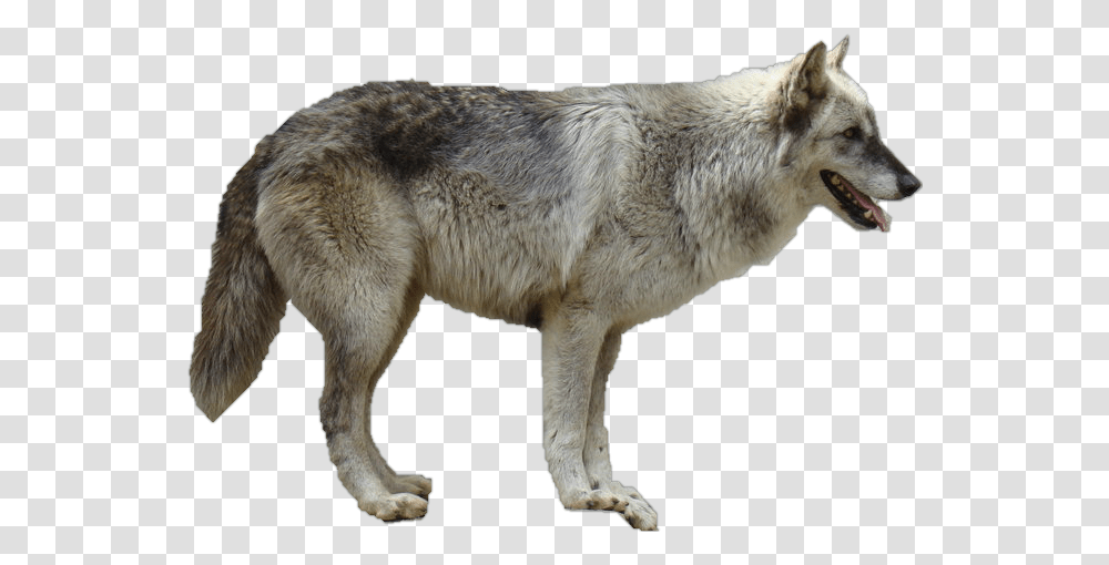 Wolf, Animals, Mammal, Coyote, Dog Transparent Png