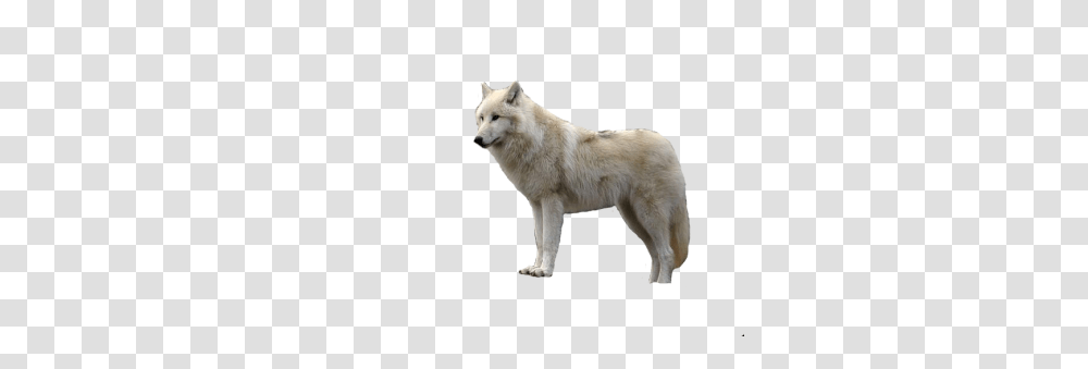 Wolf, Animals, Mammal, Dog, Pet Transparent Png