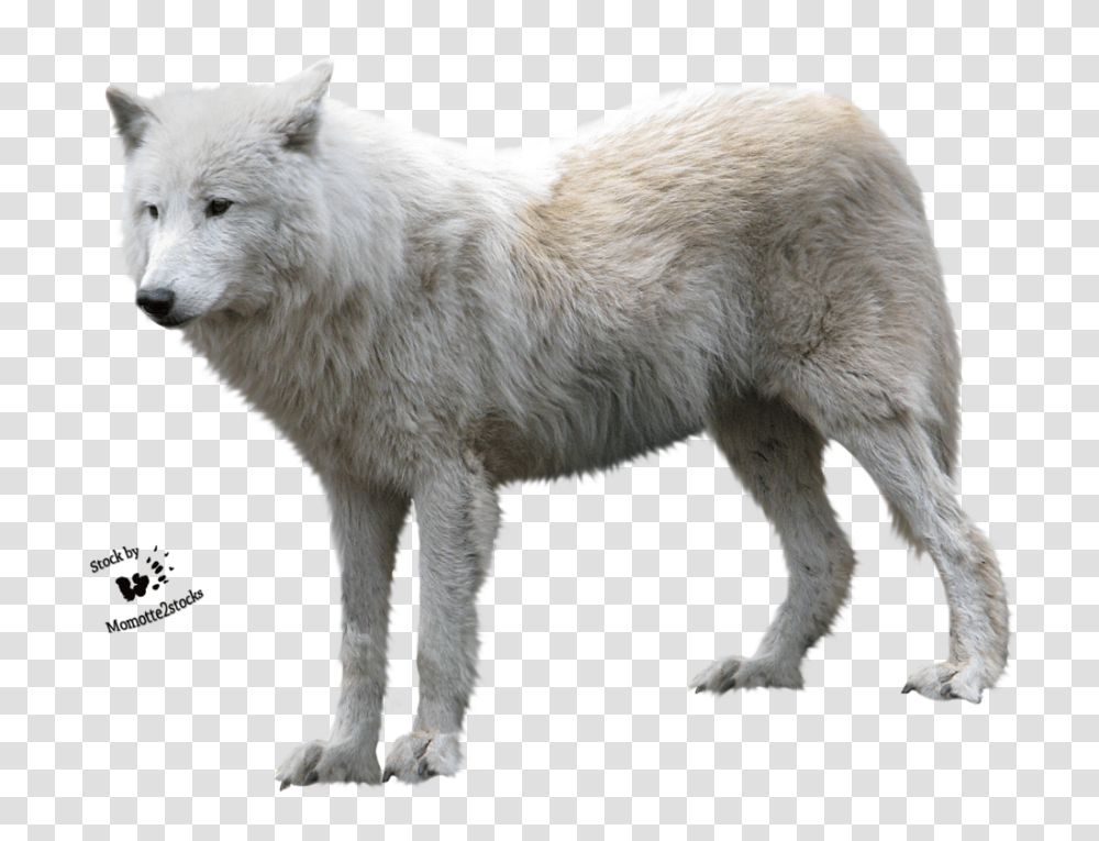 Wolf, Animals, Mammal, Dog, Pet Transparent Png