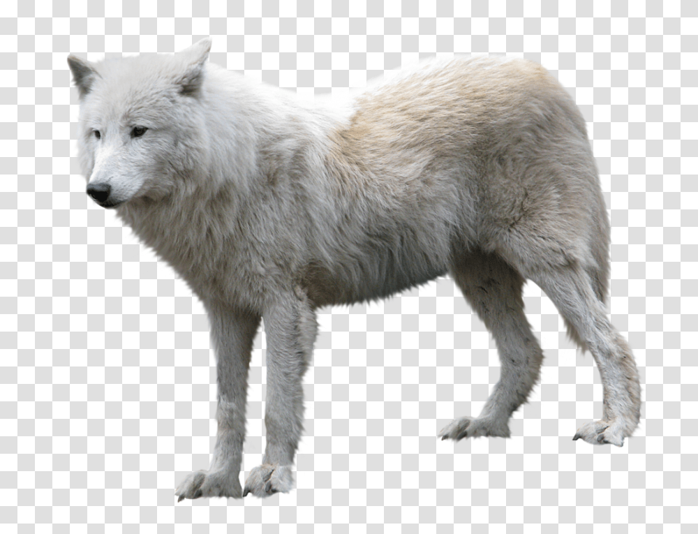 Wolf, Animals, Mammal, Dog, Pet Transparent Png