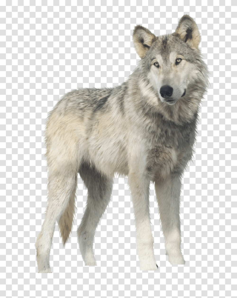 Wolf, Animals, Mammal, Dog, Pet Transparent Png