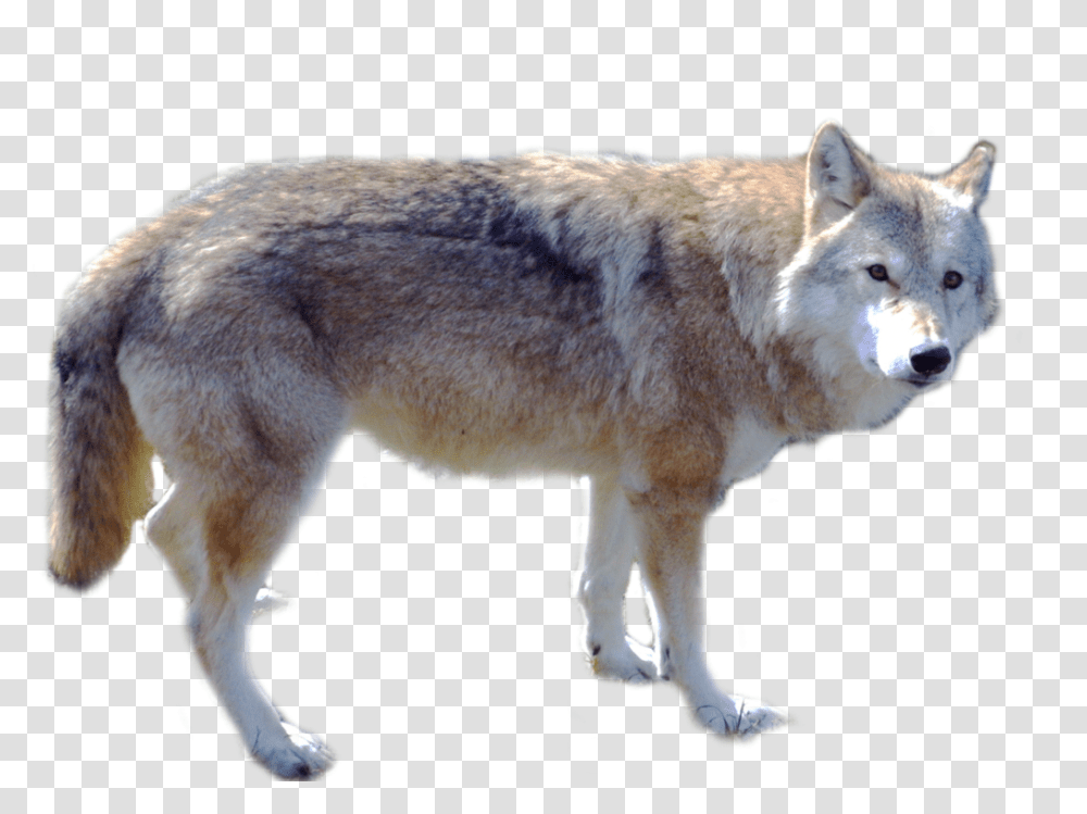 Wolf, Animals, Mammal, Dog, Pet Transparent Png