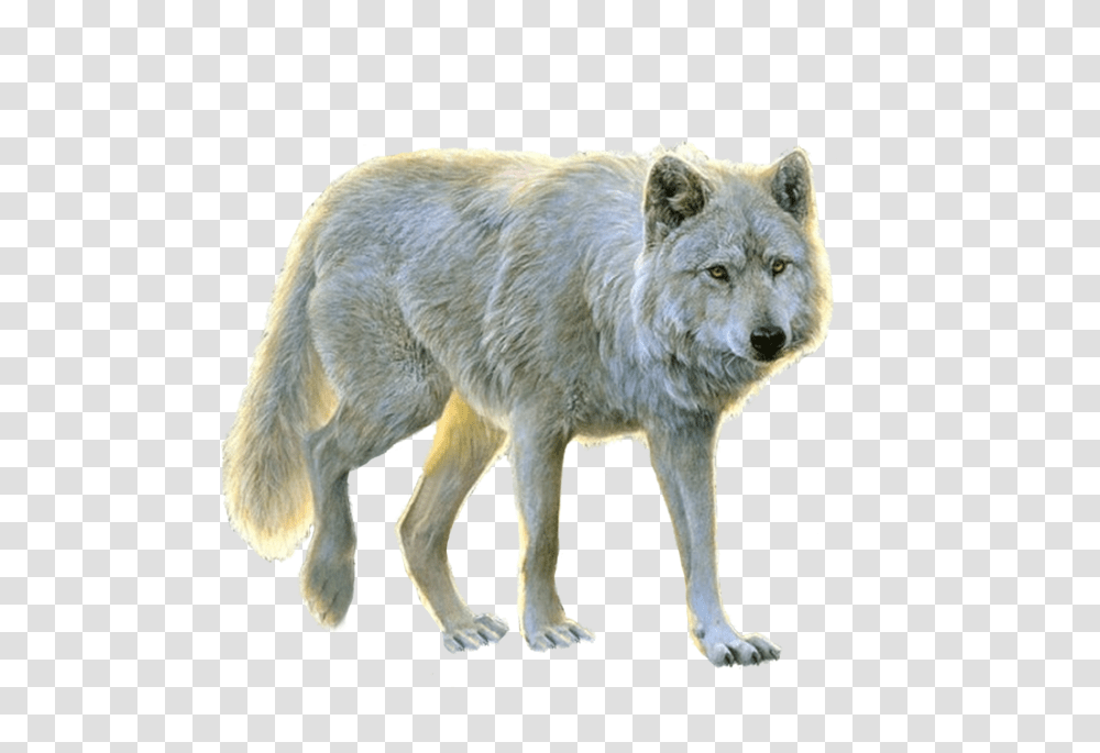 Wolf, Animals, Mammal, Dog, Pet Transparent Png