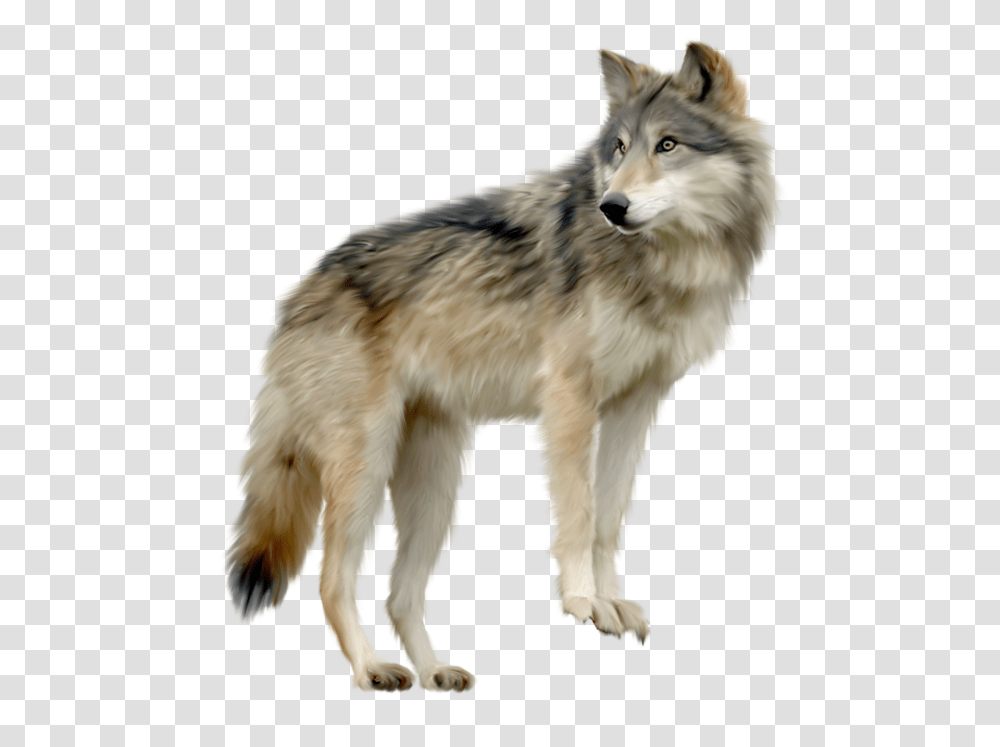 Wolf, Animals, Mammal, Dog, Pet Transparent Png