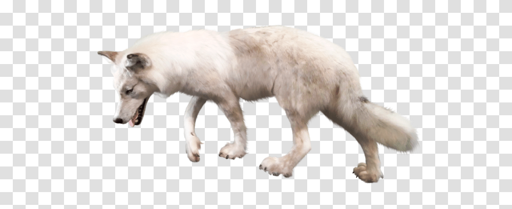 Wolf, Animals, Mammal, Fox, Wildlife Transparent Png