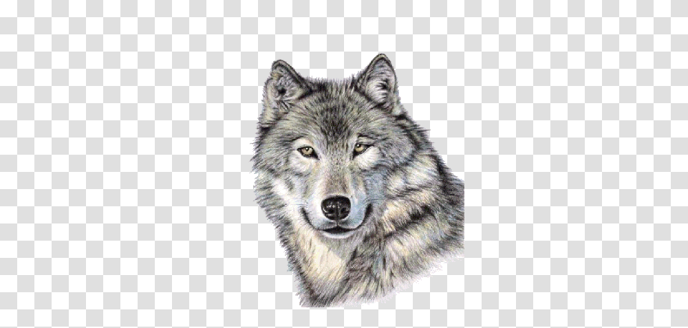 Wolf, Animals, Mammal, Panther, Wildlife Transparent Png