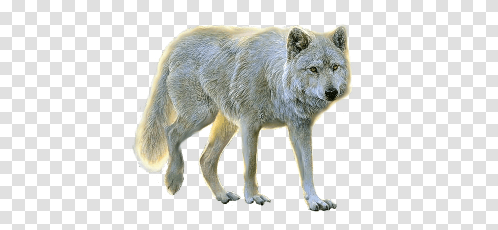 Wolf, Animals, Mammal, Pig, Coyote Transparent Png