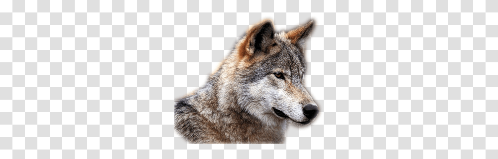 Wolf, Animals, Mammal, Red Wolf, Canine Transparent Png
