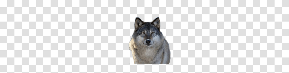 Wolf, Animals, Mammal, Red Wolf, Canine Transparent Png