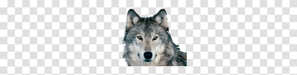 Wolf, Animals, Mammal, Red Wolf, Canine Transparent Png