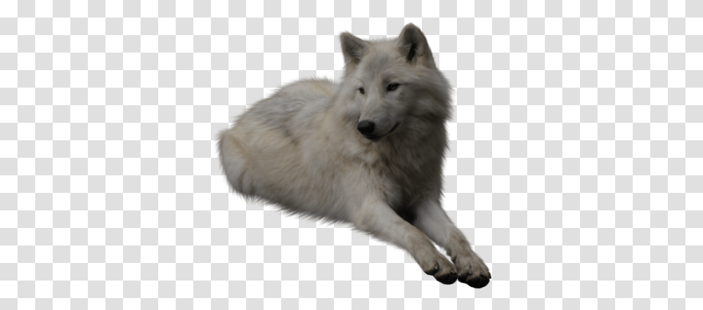 Wolf, Animals, Mammal, White Dog, Pet Transparent Png